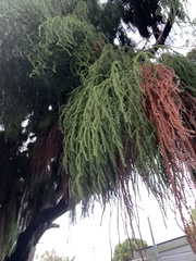 Dacrydium cupressinum