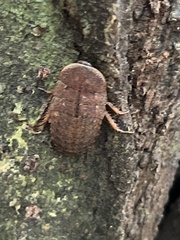 Opisthoplatia orientalis