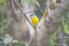 Pericrocotus solaris