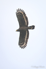 Spilornis cheela