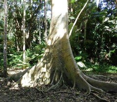 Ficus albipila