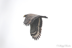 Spilornis cheela