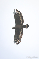Spilornis cheela