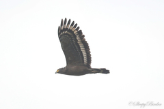 Spilornis cheela