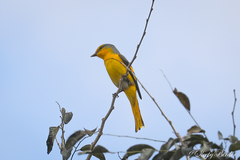 Pericrocotus speciosus