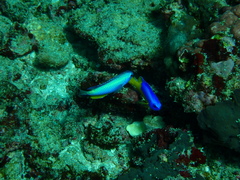 Pomacentrus coelestis