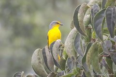 Pericrocotus speciosus