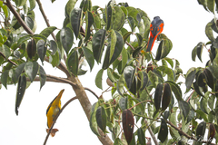 Pericrocotus speciosus
