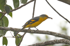 Pericrocotus speciosus