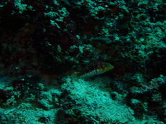 Halichoeres nebulosus