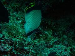 Chaetodon decussatus