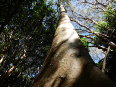Ficus albipila