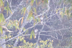 Urocissa whiteheadi whiteheadi