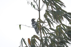 Urocissa whiteheadi whiteheadi