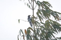 Urocissa whiteheadi whiteheadi