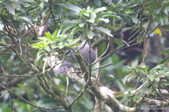 Ducula badia