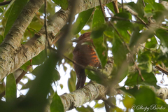 Micropternus brachyurus