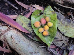 Ficus albipila