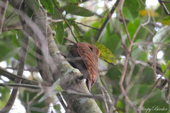 Micropternus brachyurus