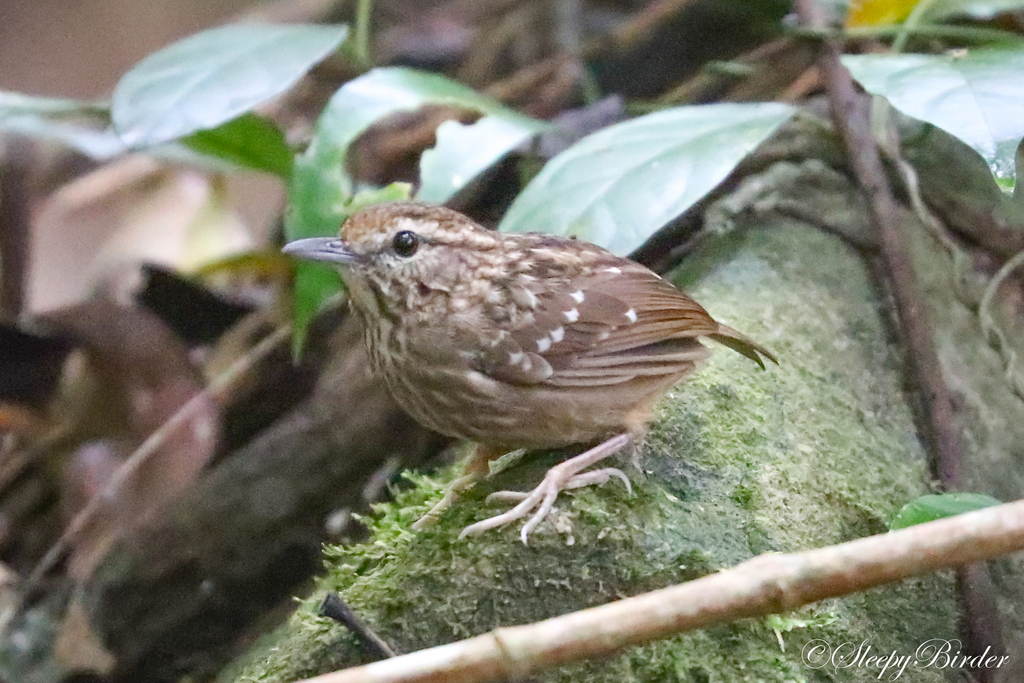 Eyebrowed Wren-Babbler photo