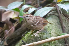 Eyebrowed Wren-Babbler photo 1