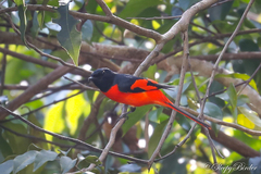 Pericrocotus speciosus