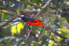 Pericrocotus speciosus
