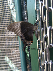 Papilio palinurus