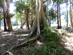 Ficus albipila