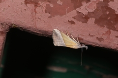 Hypena lividalis