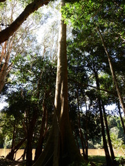 Ficus albipila