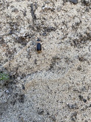 Nebria livida