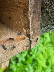 Camponotus vagus