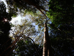 Ficus albipila