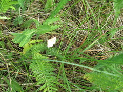 Isturgia arenacearia