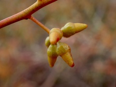 Eucalyptus oleosa oleosa