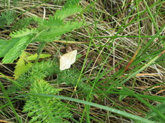 Isturgia arenacearia