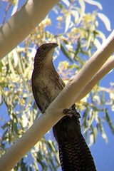 Centropus phasianinus phasianinus