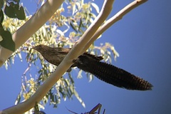 Centropus phasianinus phasianinus