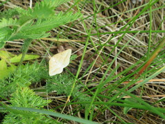 Isturgia arenacearia