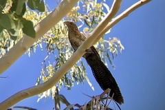 Centropus phasianinus phasianinus