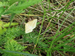 Isturgia arenacearia