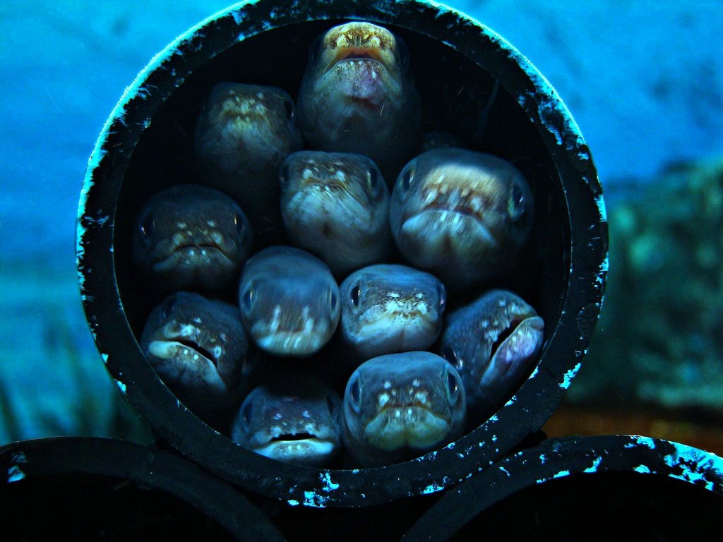 Whitespotted Conger