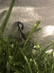 Centruroides gracilis