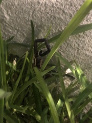 Centruroides gracilis