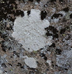 Pertusaria corallina