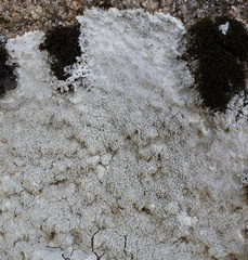 Pertusaria corallina