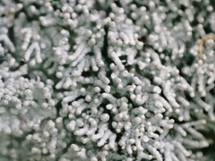 Pertusaria corallina