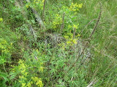 Leonurus glaucescens