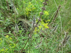 Leonurus glaucescens